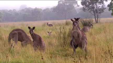 Australie : la prolifération des kangourous inquiète