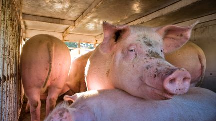 Des cochons transportés en France, en 2009. (JEAN-BAPTISTE STROBEL / BIOSPHOTO / AFP)