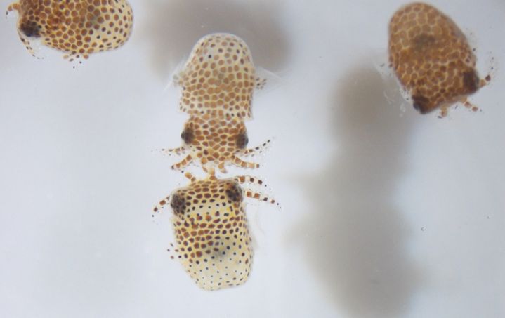 Bébés calamars tels que ceux qui sont envoyés dans l'ISS. (JAMIE S. FOSTER / UNIVERSITY OF FLORIDA / NASA)