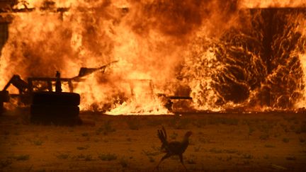 Un poulailler a pris feu dans le comté de San Bernardino, le 16 août 2016. (GENE BLEVINS / REUTERS)