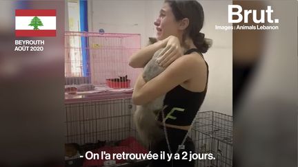 VIDEO. À Beyrouth, une association à la rescousse des animaux disparus (BRUT)