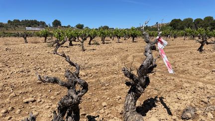 Les vignes dans la région du Penedès (Espagne), avril 2024 (HENRY DE LAGUERIE / RADIO FRANCE)