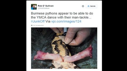 Capture d'&eacute;cran de l'un des tweets post&eacute;s avec le mot-di&egrave;se "JunkOff", montrant le p&eacute;nis d'un python. (TWITTER.COM / ROB0SULLIVAN)