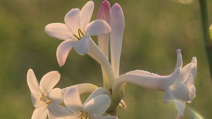 Alpes-Maritimes : la récolte des tubéreuses et du jasmin, des fleurs aux mille parfums (FRANCE 2)