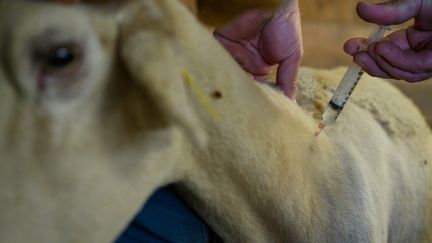 Un mouton atteint du virus de la fièvre catarrhale ovine reçoit une injection dans une ferme de Saint-Félix-de-Rieutord (Ariège), le 8 août 2024. (ED JONES / AFP)