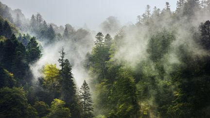 Forêt de la Vallée du Lys à Luchon, en Haute-Garonne. (GONZALO AZUMENDI / STONE RF / GETTY IMAGES)