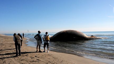 Illustration. Un roqual échoué aux Saintes-Maries-de-la-Mer en novembre 2014. (CHRISTOPHE FORTIN / MAXPPP)