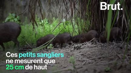 Ces sangliers – les plus petits et les plus rares du monde – sont aujourd'hui en quarantaine. Le but : empêcher la disparition de l'espèce que pourrait entraîner la grippe porcine africaine.