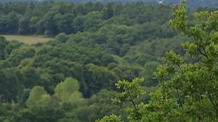 Brocéliande, la forêt des merveilles