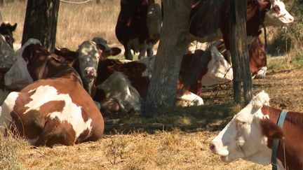 Écosystème : une sécheresse difficile à supporter pour les animaux et la végétation (FRANCE 3)