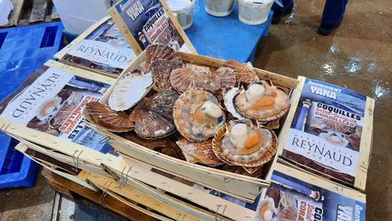 Des coquilles Saint-Jacques de la maison Reynaud au marché de Rungis, décembre 2023. (SOPHIE AUVIGNE / RADIOFRANCE)