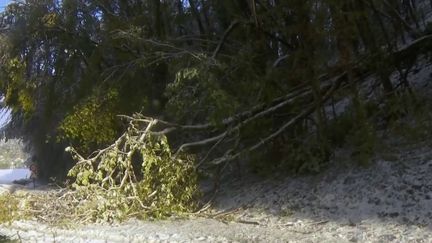 Neige : un automobiliste tué par une chute d'arbre en Isère