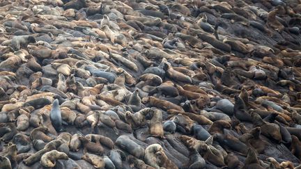 Des dizaines de lions de mer se reposent sur les &icirc;les Palomino (P&eacute;rou), le 11 juin 2014. (SEBASTIAN CASTANEDA / AP / SIPA)