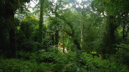 Les jardins perdus d'Heligan dans le sud des Cornouailles en Angleterre. (HOLGER LEUE / PICTURE ALLIANCE)