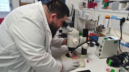 Benjamin Montagne, technicien de laboratoire&nbsp;de l'Institut Pasteur observe des&nbsp;organoïdes&nbsp;cérébraux produits dans son laboratoire. (BORIS HALLIER / RADIO FRANCE)