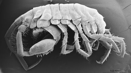 Cette&nbsp;nouvelle espèce, baptisée&nbsp;podocerus jinbe, est de couleur brune et fait à peine 5 millimètres de long environ, avec des pattes poilues pour mieux attraper des micro-organismes. (KO TOMIKAWA / HIROSHIMA UNIVERSITY / AFP)