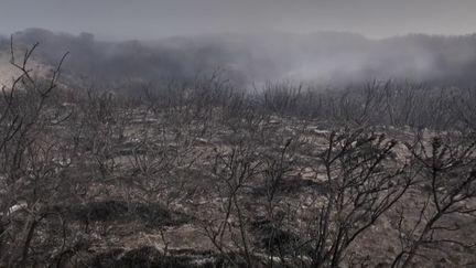 La Réunion : plus de 200 hectares partent en fumée