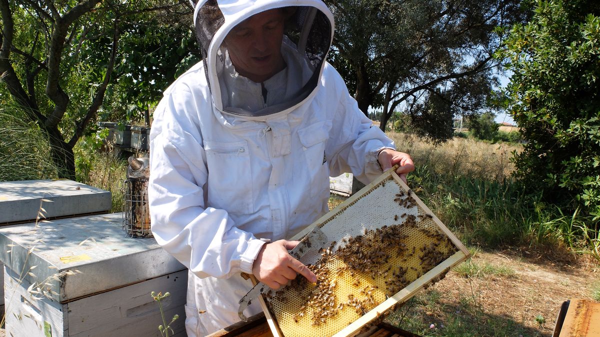 Lot Matériel Apicole Ancien pour apiculture ou collection