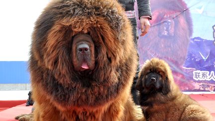 Deux mastiffs du Tibet sont expos&eacute;s lors d'une foire &agrave; Handan (Chine), le 23 mars 2013. (HAO QUNYING / IMAGINECHINA / AFP)