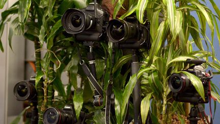 Un photographe regarde &agrave; travers son objectif dissimul&eacute; dans la plante verte d'un bureau de vote o&ugrave; est attendu la chanceli&egrave;re allemande Angela Merkel &agrave; Berlin (Allemagne), le 22 septembre 2013. (JOHANNES EISELE / AFP)