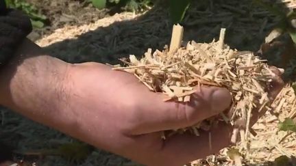 Le Miscanthus, plante plus connue sous le nom d'herbe à éléphant, se cultive sans engrais ni pesticides. Ce végétal vertueux intéresse au plus haut point certains agriculteurs. Reportage dans la Somme. (FRANCE 2)