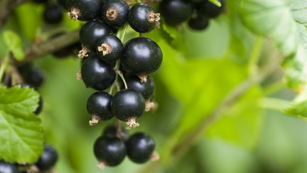 Le cassis :&nbsp;idéal pour les confitures, la pâtisserie et la liqueur. (GETTY IMAGES)