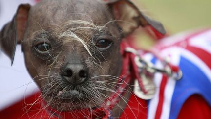 Son nom l'a s&ucirc;rement aid&eacute;. Mugly est devenu le chien le plus laid du monde &agrave; l'issue d'un concours organis&eacute; &agrave; Petaluma (Californie), le 22 juin 2012. (BETH SCHLANKER / AP / SIPA)