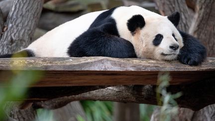 Jia Qing, le panda du zoo de Berlin (Allemagne), s'offre une petite sieste, le 7mars 2019. (MONIKA SKOLIMOWSKA / DPA)