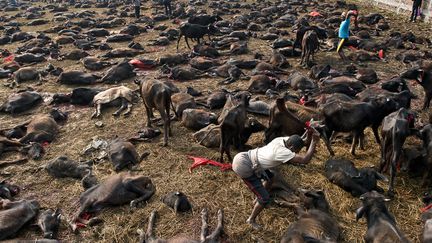 Un abattage massif de buffles &agrave; l'occasion de la f&ecirc;te hindoue de Gadhimai &agrave; Bariyapur (N&eacute;pal), le 28 novembre 2014. (ROBERTO SCHMIDT / AFP)