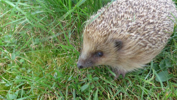 Biodiversité : une pétition pour sauver les hérissons dépasse les 250 000 signatures