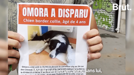 Hayden est berger. Depuis une semaine, il cherche désespérément son chien border collie âgé de 4 ans, Omora, qui a été volé en plein cœur de Paris.