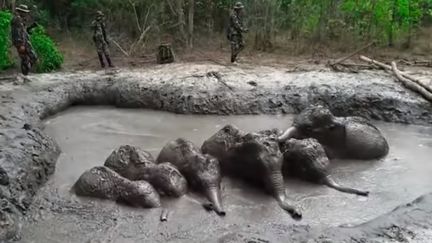 Des bébés éléphanteaux coincés&nbsp;dans une fosse boueuse dans un parc national situé à l'est de Bangkok, en Thaïlande, le 27 mars 2019.&nbsp; (AP / YOUTUBE)