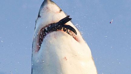 Un requin perd une dent en attrapant un phoque pr&egrave;s du Cap (Afrique du Sud), le 4 ao&ucirc;t 2013. (DAVID JENKINS / CATERS NEWS / SIPA)