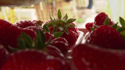 Alimentation : des fraises en abondance et des prix abordables pour la saison 2022