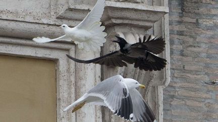 Une colombe l&acirc;ch&eacute;e pendant la pri&egrave;re de l'ang&eacute;lus place Saint-Pierre, au Vatican, se fait attaquer par un corbeau et un go&eacute;land,&nbsp;le 26 janvier 2014. (GREGORIO BORGIA / AP / SIPA)