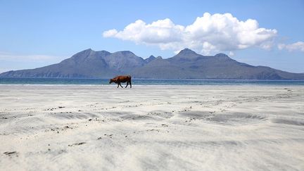 An Sgùrr, masse rocheuse volcanique, est le point culminant de l’île. Par contre, les rivages sont formés de sable blanc où il n’est pas rare d’apercevoir quelques vaches égarées. (Reuters/Paul Hackett )