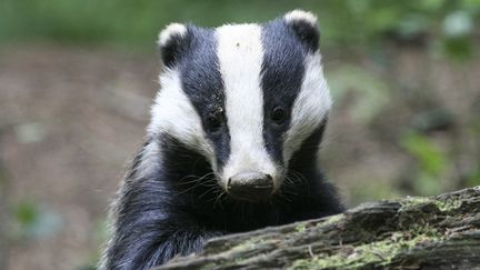 Si sa convalescence r&eacute;ussit, Wanda sera rel&acirc;ch&eacute;e pr&egrave;s de l'endroit o&ugrave; elle avait &eacute;t&eacute; d&eacute;couverte (photo d'illustration). (  MAXPPP)