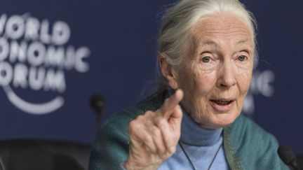 Jane Goodall le 22 janvier 2020 au Forum économique de Davos, en Suisse, durant&nbsp;une conférence de presse&nbsp; (ALESSANDRO DELLA VALLE / AP / SIPA)