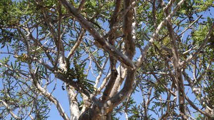 Tronc et branches d'un jeune Boswellia sacra. (ISABELLE MORAND / DIDIER HIRSCH / RADIO FRANCE / FRANCE INFO)