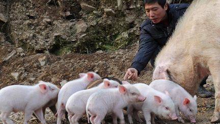 Un élevage de porcs en Chine. Photos d'illustration. (TAN JIN / MAXPPP)