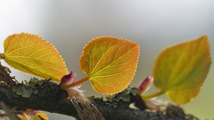 Feuilles de l'arbre au caramel (cercidiphyllum japonicum) (IMAGEBROKER RF / GETTY IMAGES)