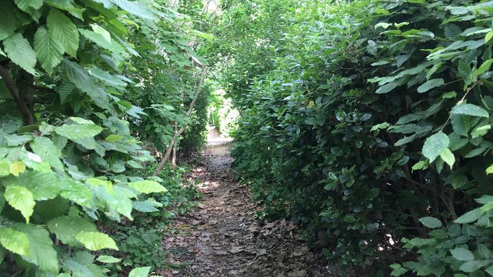 La nature a repris ses droits dans le parc de Bercy dans le 12e arrondissement de Paris, fermé au public en raison du confinement, le 8 mai 2020. (FARIDA NOUAR / RADIO FRANCE)