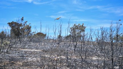 Un Canadair survole la forêt brulé à Artigues (Var), le 27 juillet 2017. (BERTRAND LANGLOIS / AFP)