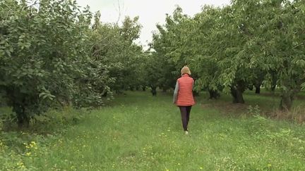 Loiret : les récoltes des arboriculteurs réduites à néant