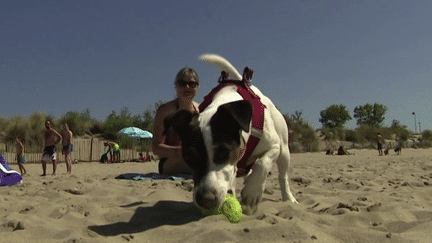 Hérault : une plage de La Grande-Motte est ouverte aux chiens, pour le plus grand bonheur des maîtres (France 3)