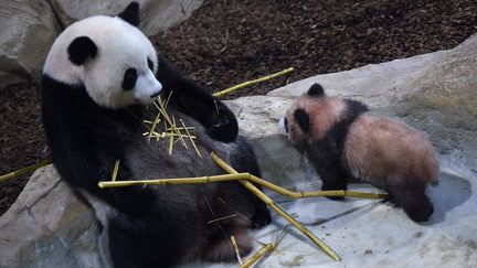 Le bébé panda Yuang Meng avec sa mère, au zoo de Beauval, à Saint-Aignan (Loir-et-Cher), le 13 janvier 2018. (AFP)