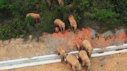 Chine : des éléphants se promènent en ville&nbsp; (France 2)