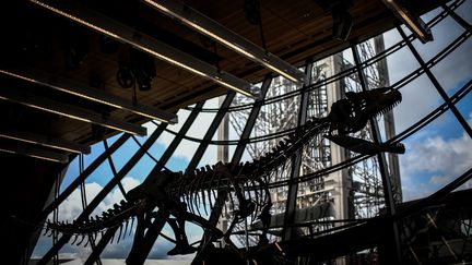 Collectionneurs : un dinosaure dans son salon