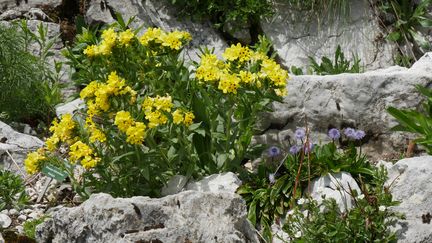 Fleur du prophète (Arnebia pulchra) et globulaire grèle (Globularia gracilis), au Jardin de la Rambertia.&nbsp; (ISABELLE MORAND / RADIO FRANCE / FRANCE INFO)