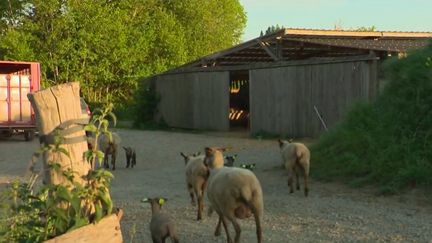 Au Mont-Saint-Michel, dans la Manche, un éleveur de moutons de pré-salés avait obtenu il y a longtemps l'autorisation de monter sa cabane en bois, avant que le permis ne lui soit finalement retiré. Le berger, menacé d'expulsion, a fait appel. La décision devrait être rendue jeudi 12 mai. (FRANCE 2)